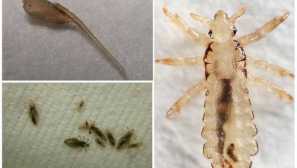 Po zadání jeho vlastností a příznaky infekce